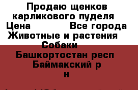 Продаю щенков карликового пуделя › Цена ­ 2 000 - Все города Животные и растения » Собаки   . Башкортостан респ.,Баймакский р-н